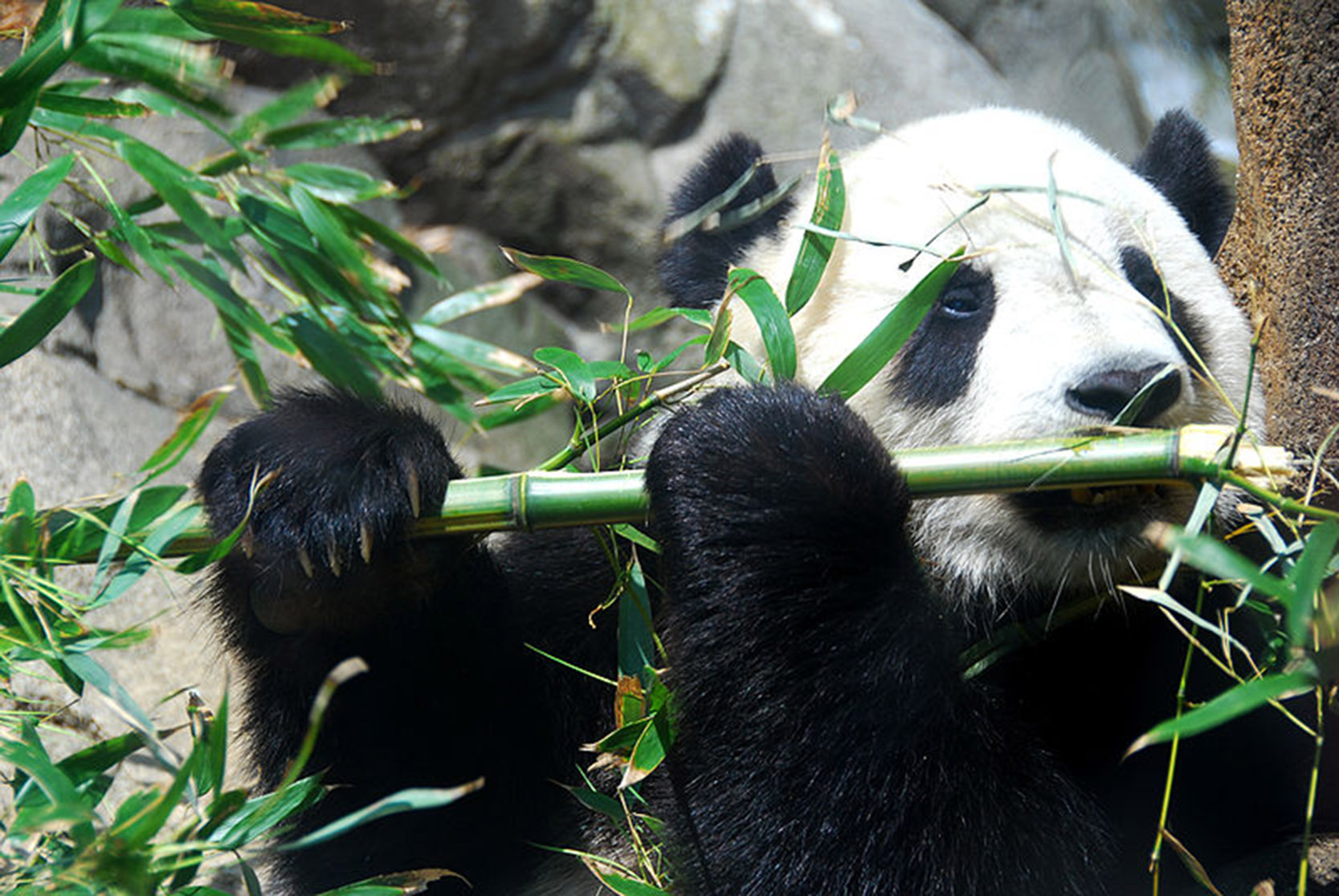 Giant Panda Tai Shan Chengdu China