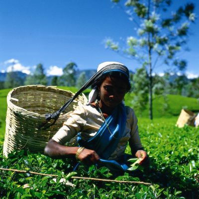Tea Plucking Sri Lanka