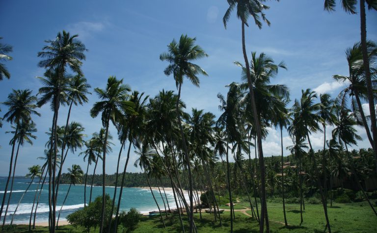 coconut palm trees beach sri lanka