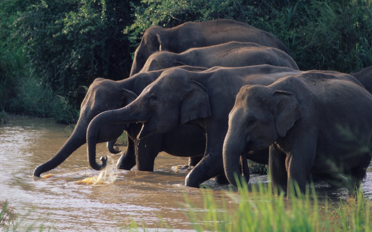 Elephants drinking river sri lanka