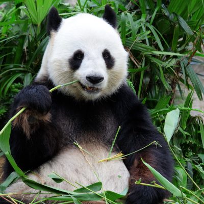 panda eating chengdu china