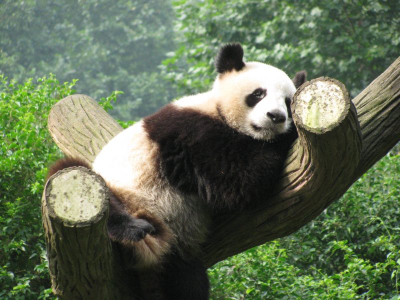 panda in tree chengdu china