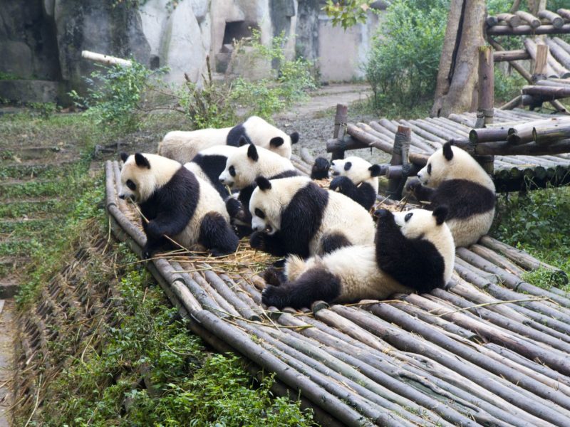 pandas playing chengdu china