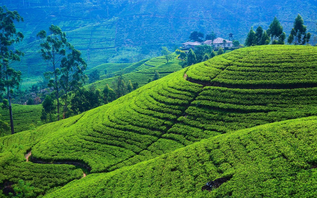 tea plantation sri lanka