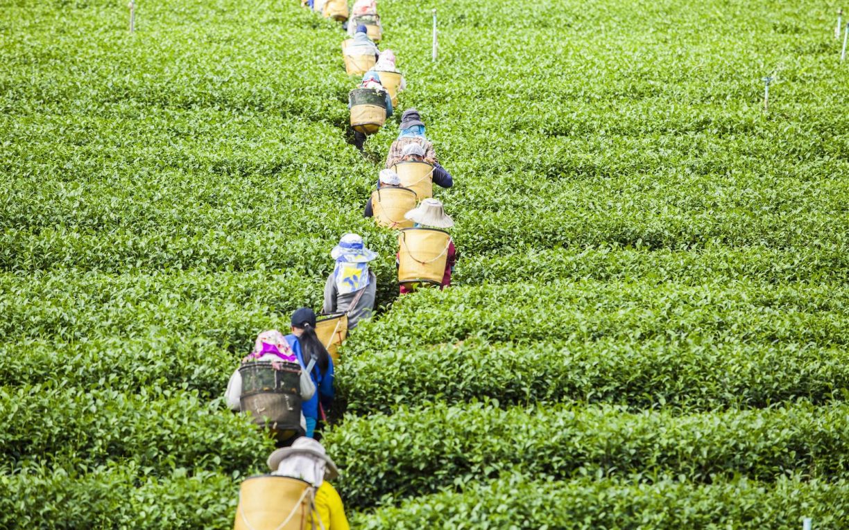 tea plantation workers nuwaraeliya sri lanka