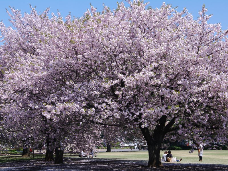 Cherry Blossom Shinjuku Gyoen National Garden