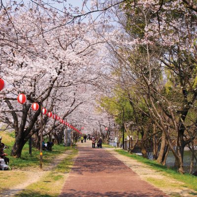 Cherry Blossom Lanterns Japan