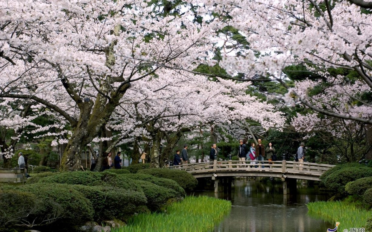 Kenrokuen garden cherry blossom kanazawa japan