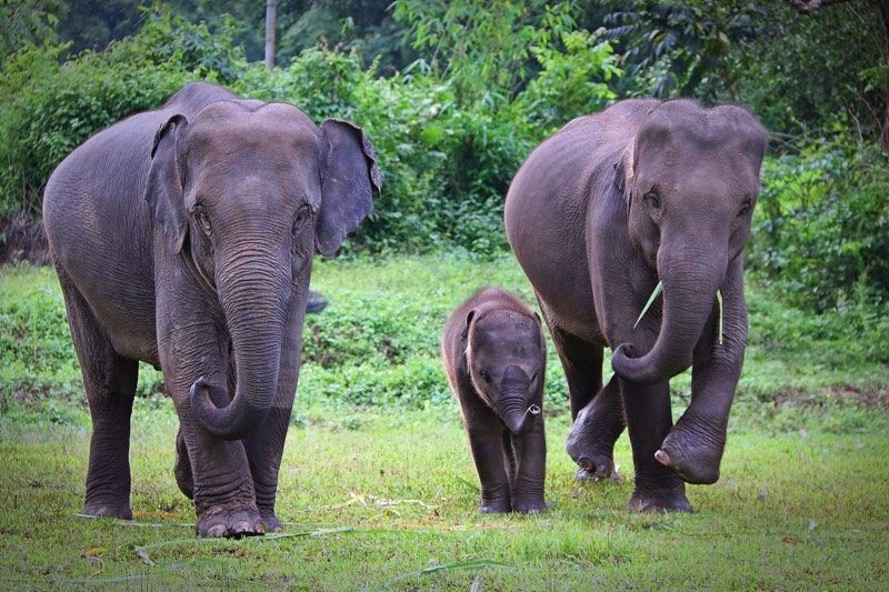 Maewang Elephants chiang mai thailand