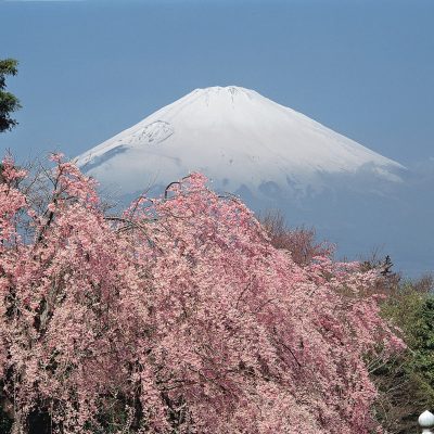 Mt Fuji Cherry Blossom japan