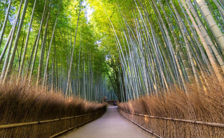 Sagano Bambo Grove Arashiyama japan