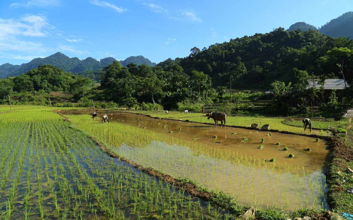 Suoi Mu farming buffalo fields vietnam