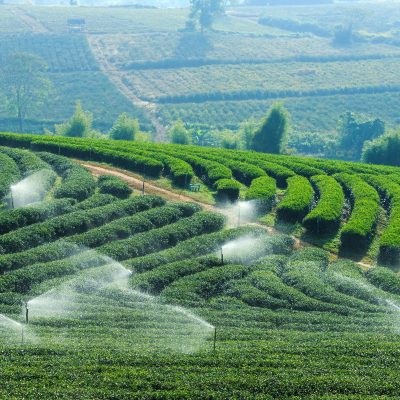Tea plantations Chiang Rai Thailand