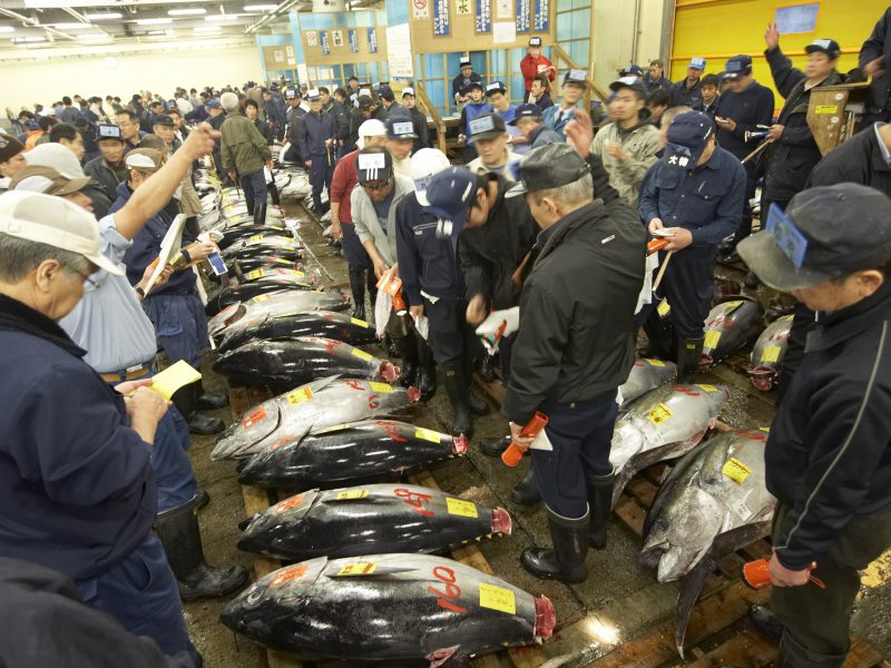Tsukiji Fish market tokyo japan