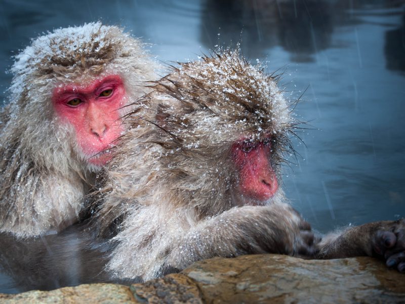 frost snow monkeys pool yudanaka japan