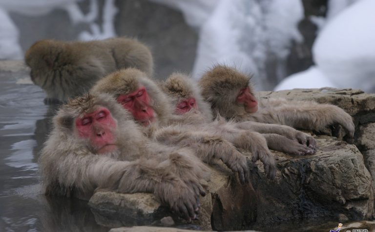 sleeping snow monkeys yudanaka japan