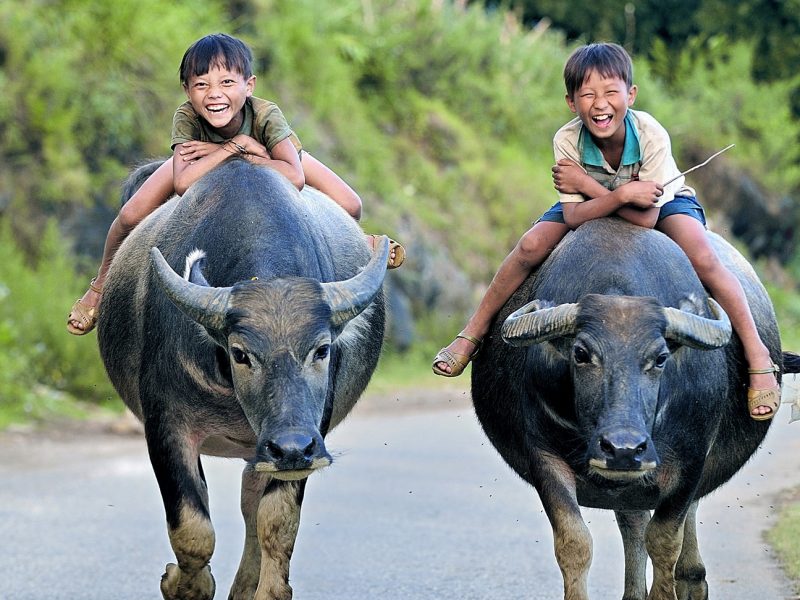 smiles children ox vietnam
