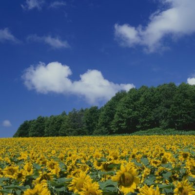 sunflowers trees Hokkaido japan