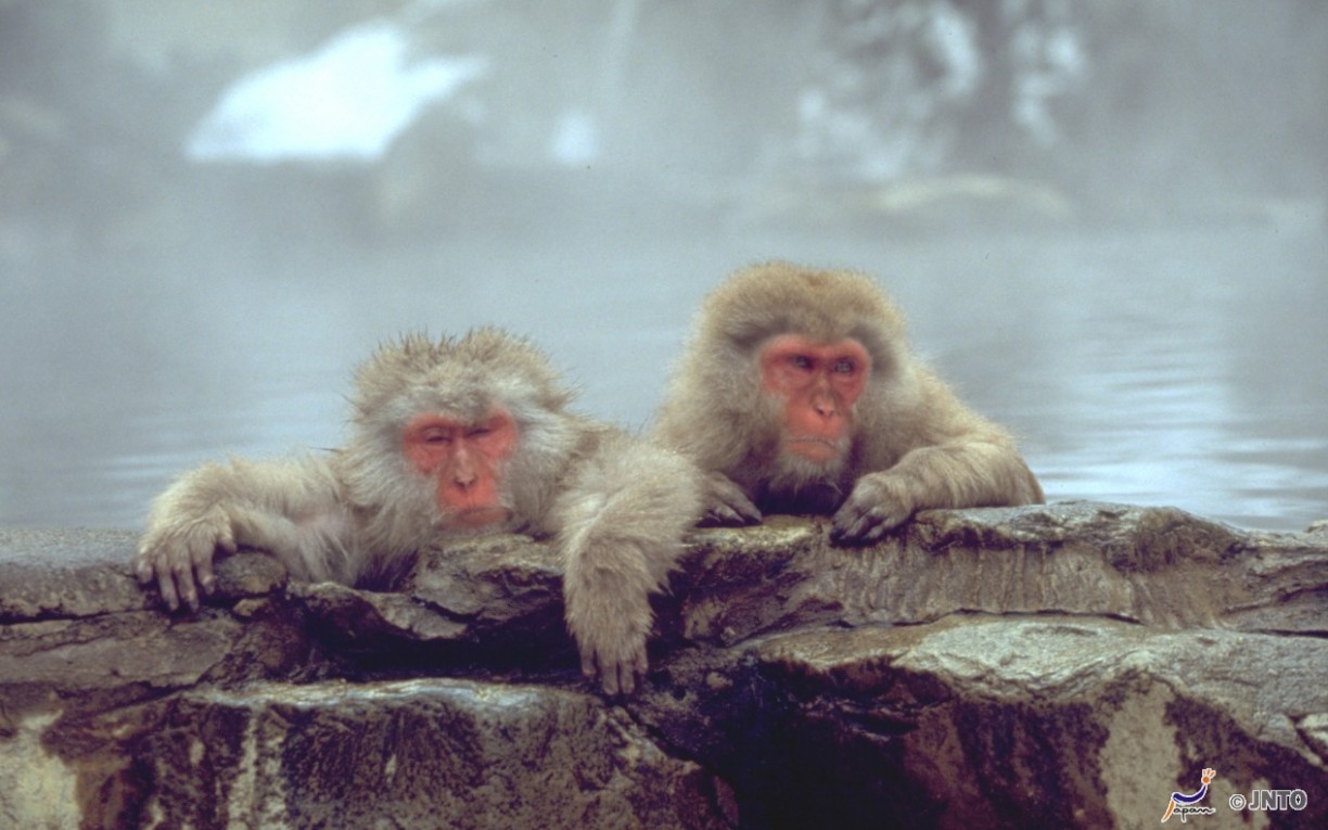 two snow monkeys yudanaka japan