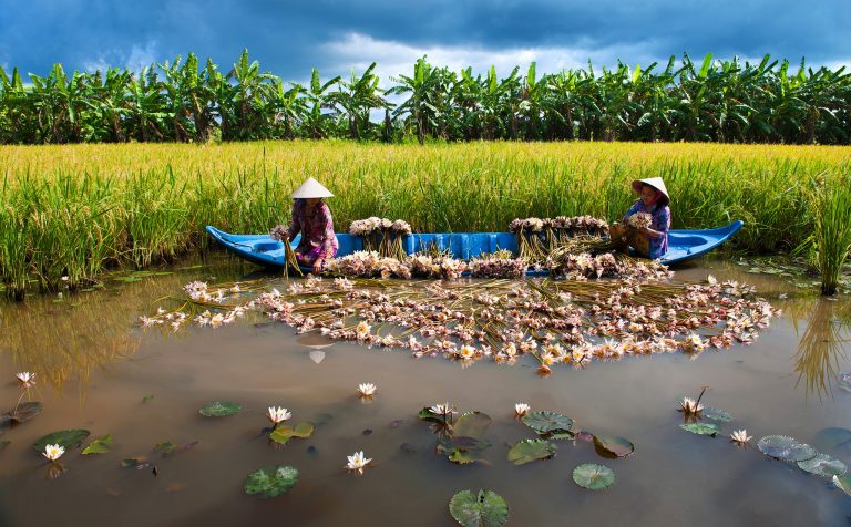 Water lily season Mekong Vietnam