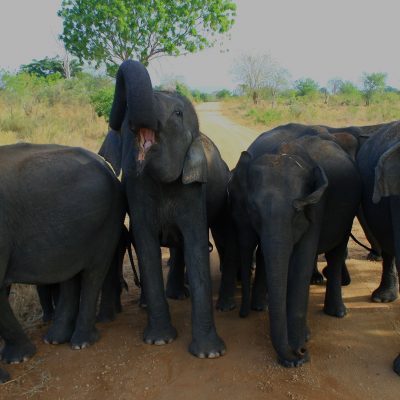 elephants udawalawe sri lanka